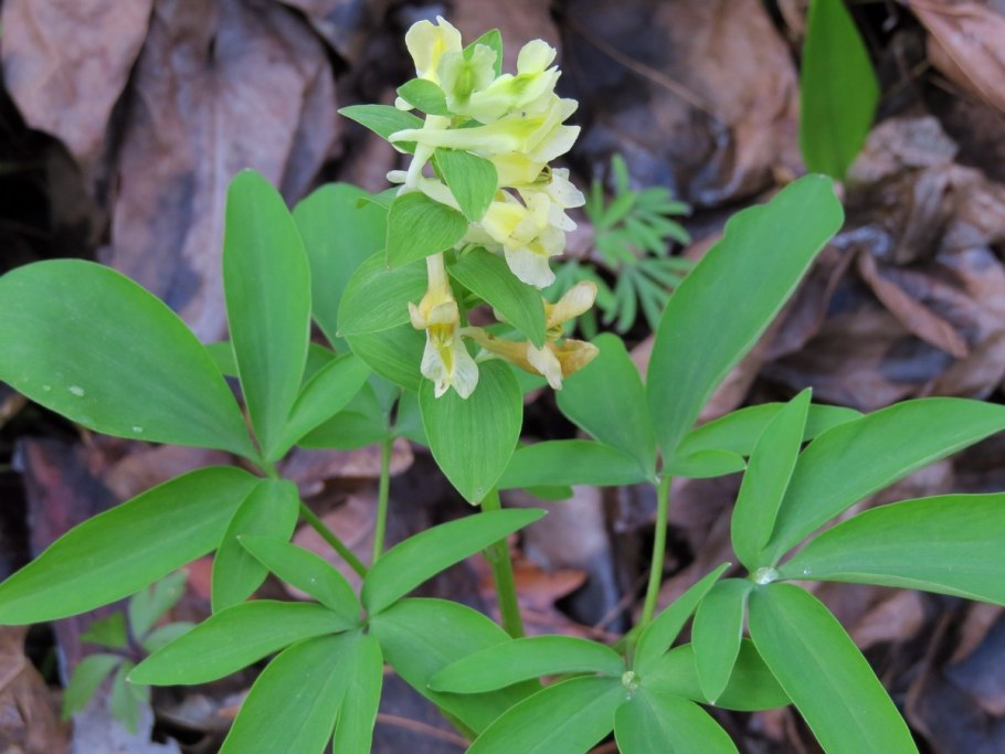 Corydalis marschalliana