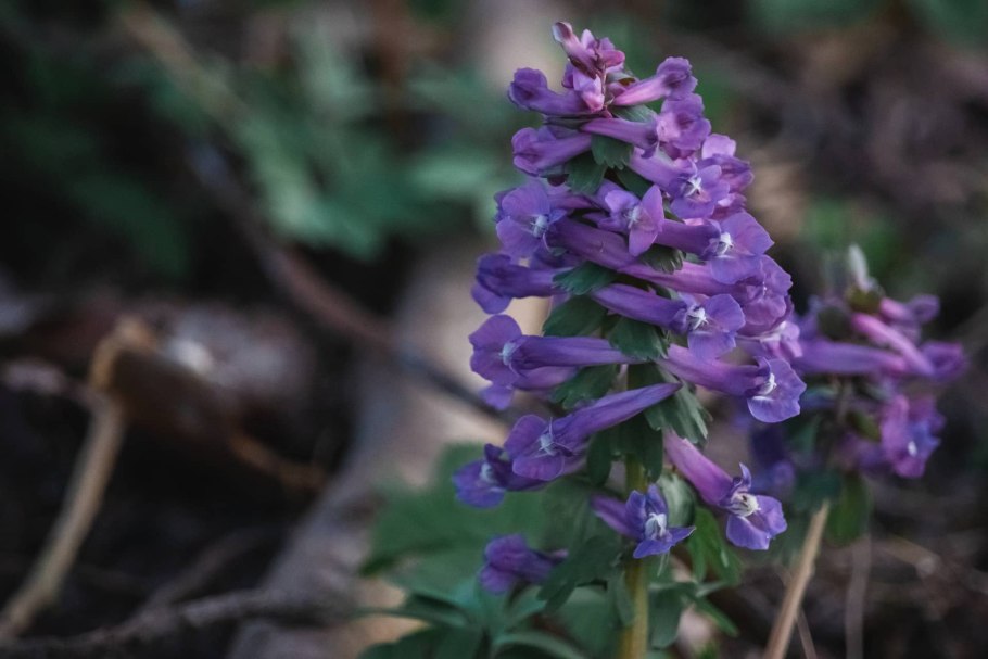 Хохлатка пионолистная