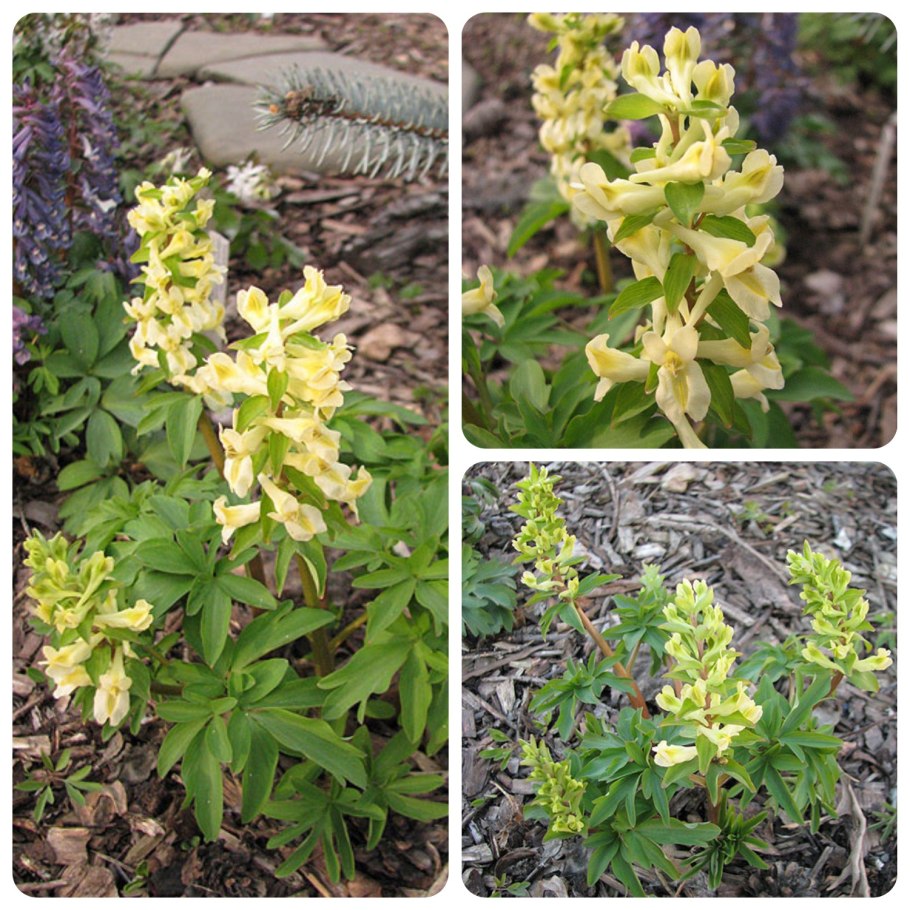 Хохлатка маршалла растение