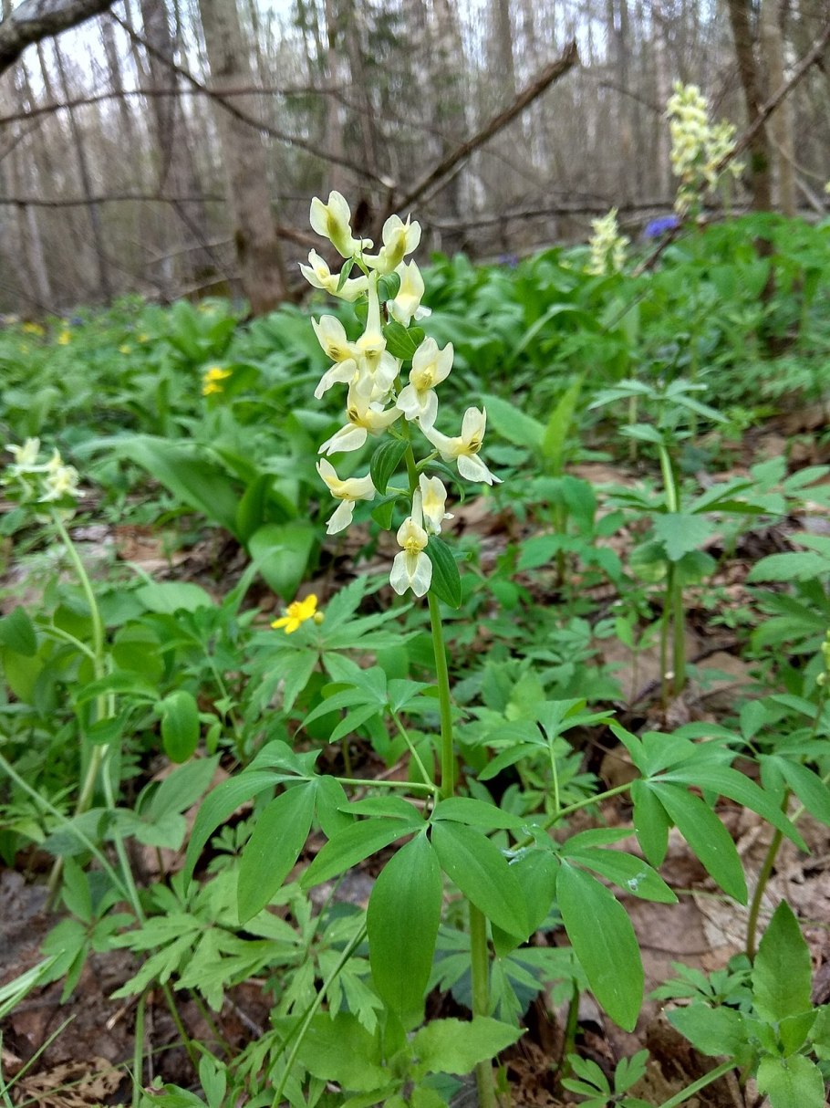 Хохлатка корневая система