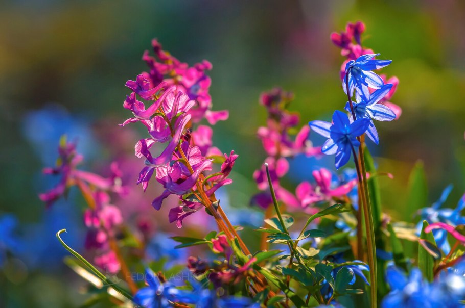 Пролеска колокольчатая блу