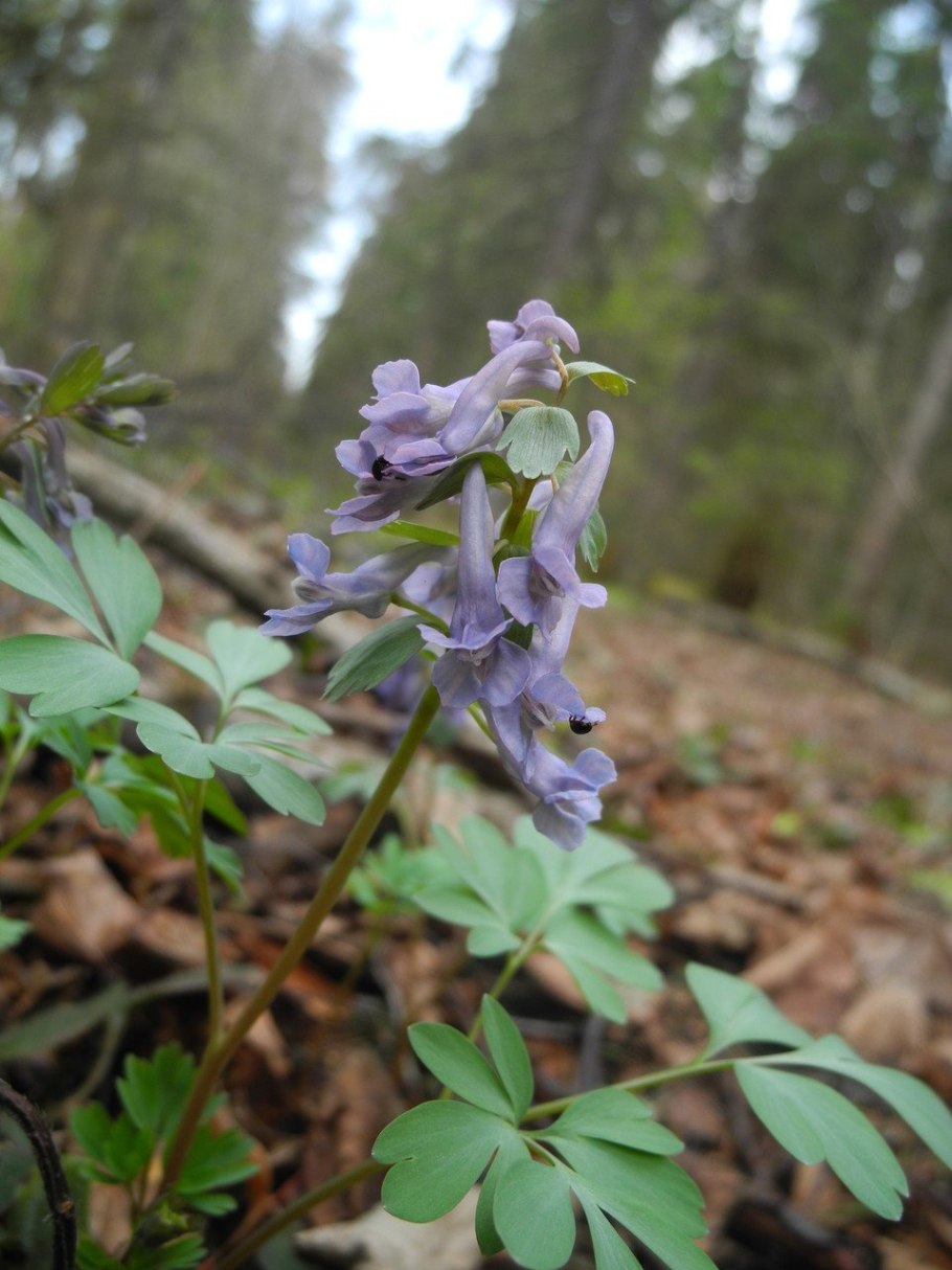 Corydalis speciosa