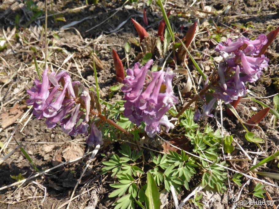 Хохлатка пурпл бёрд