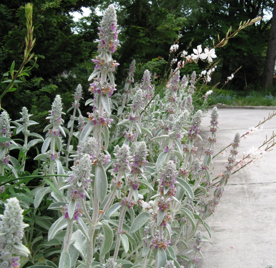 Чистец Критский