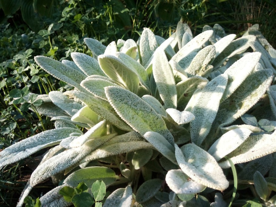 Стахис шерстистый чистец византийский