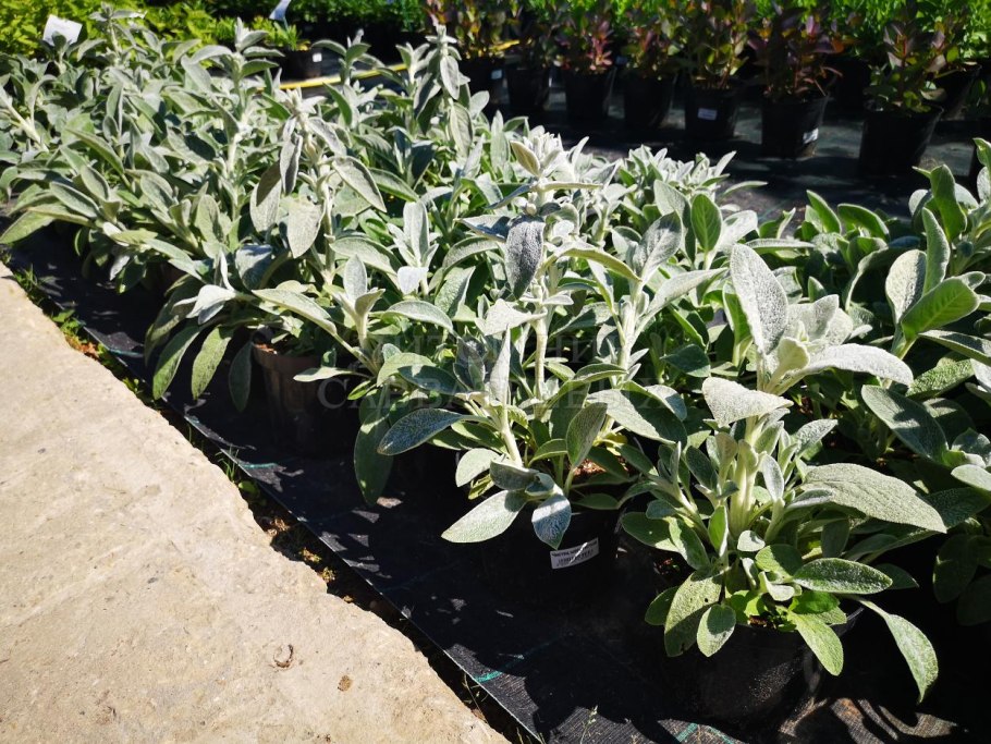 Чистец стахис