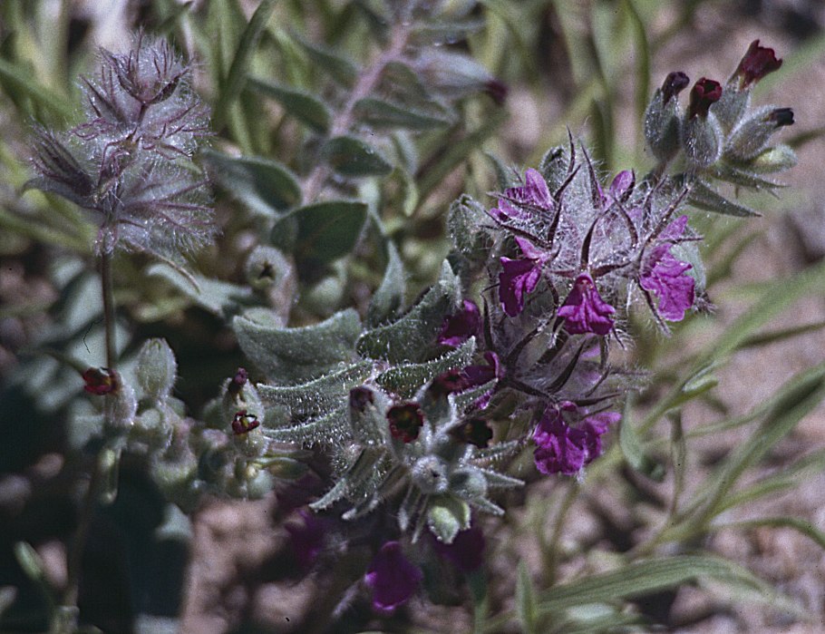 Stachys lavandulifolia