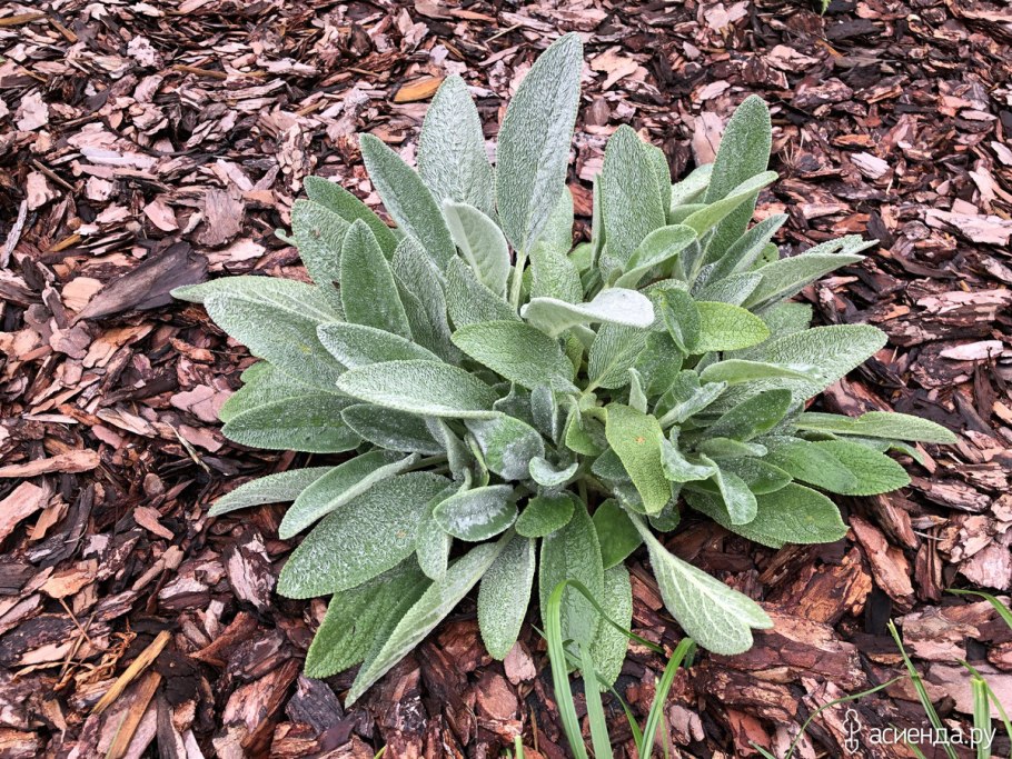 Стахис шерстистый сильвер карпет