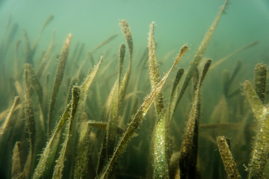 Колония одноклеточных водорослей