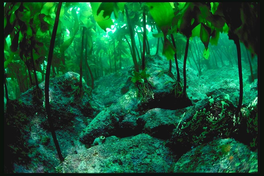 Водоросль морская капуста ламинария