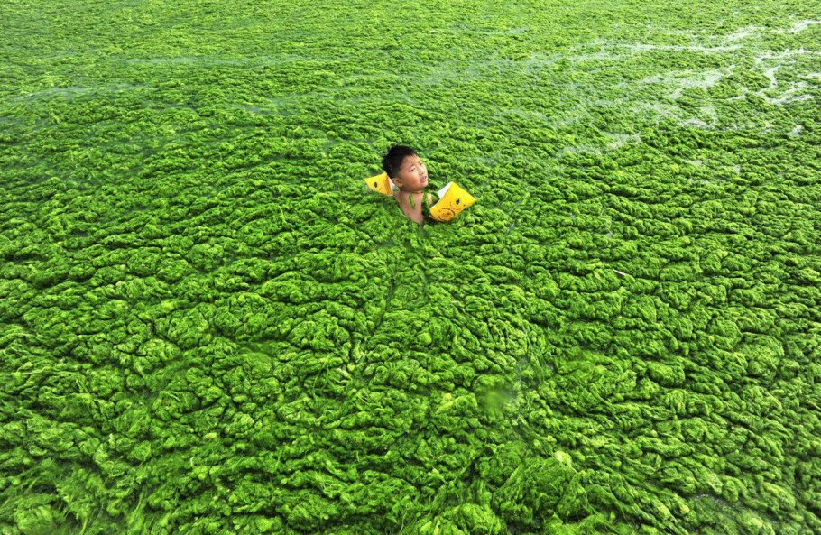 Желтое море зеленые водоросли