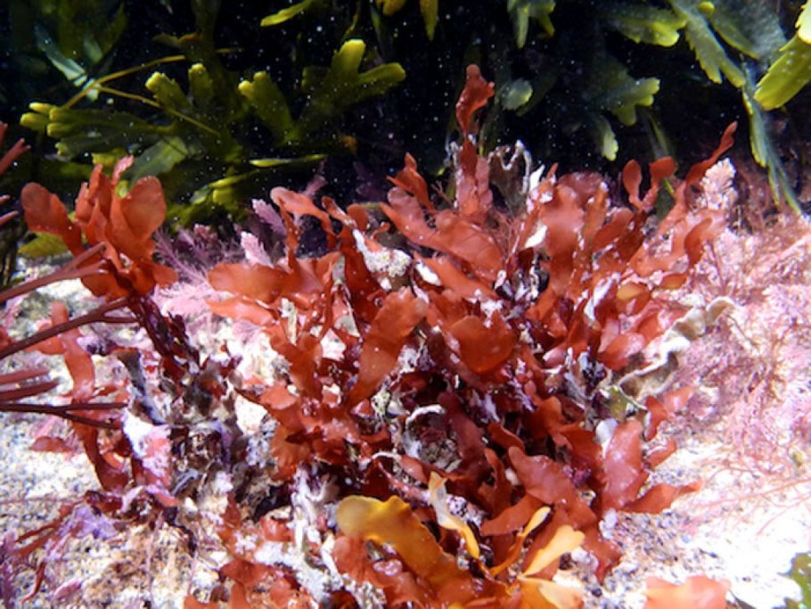 Зеленые водоросли Chlorophyta