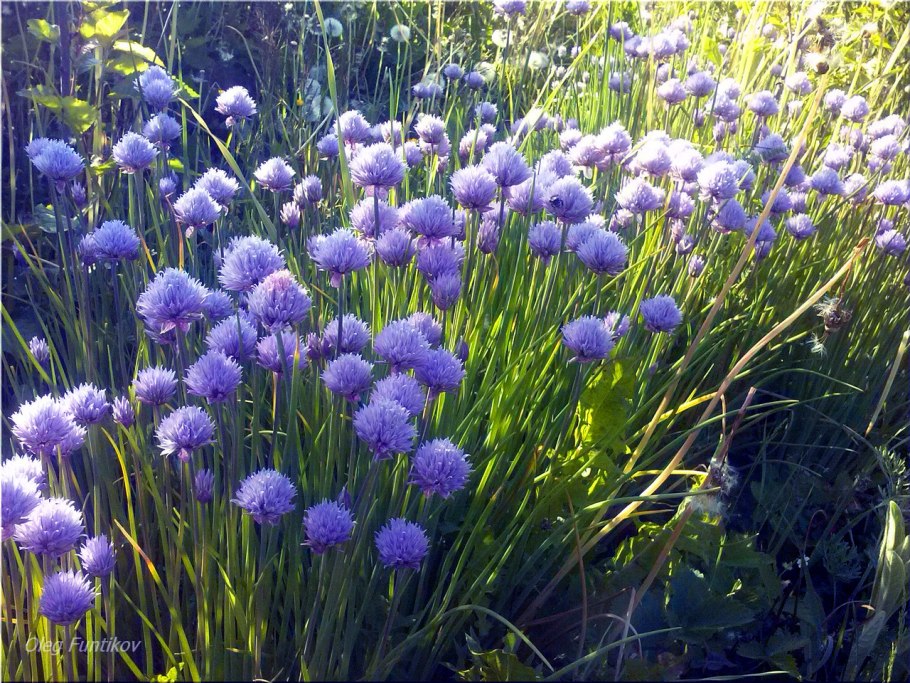 Sphaerocephalon аллиум