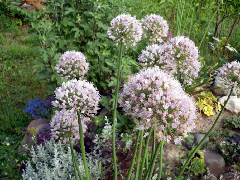 Лук афлатунский "Purple Sensation" (Allium aflatunense)