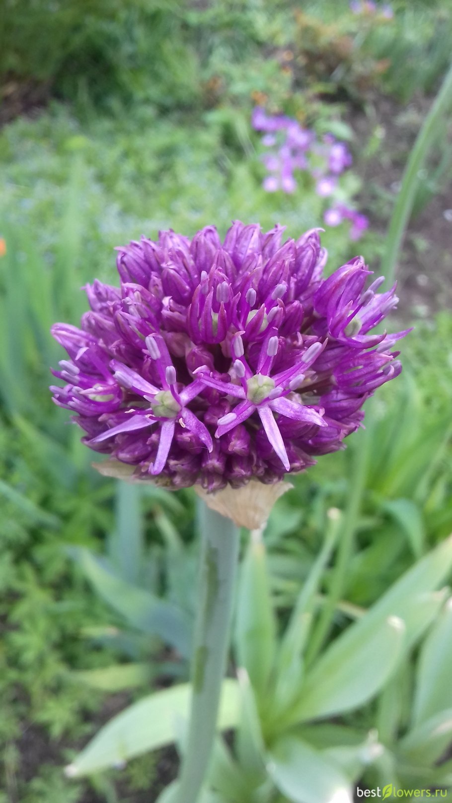 Лукочеснок рокамболь