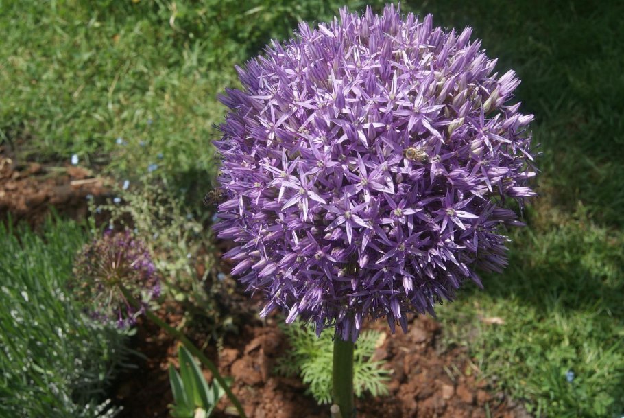 Лук шнитт (Allium schoenoprasum)