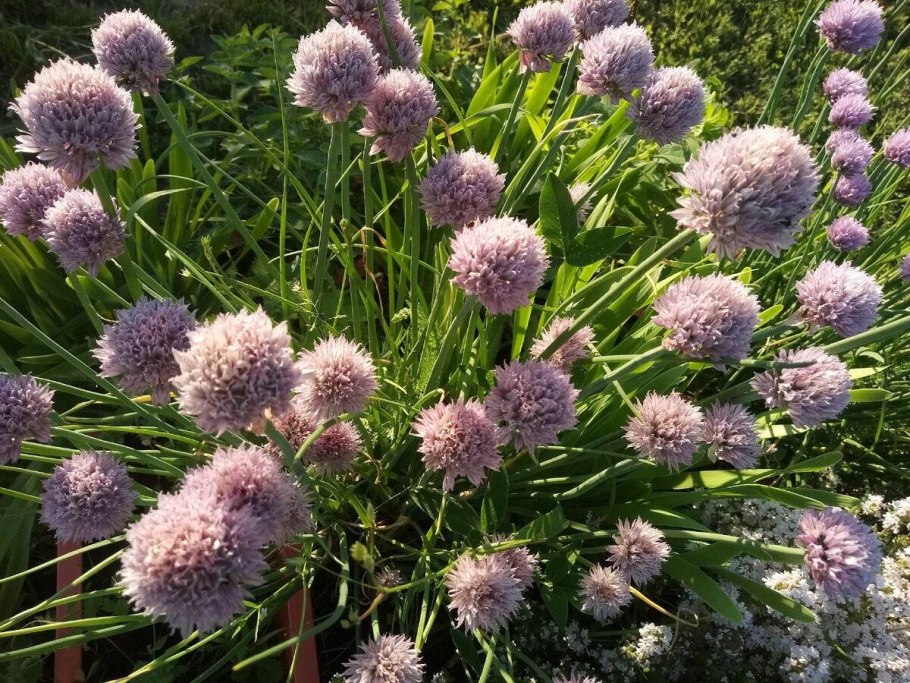 Лук поникающий (слизун) (Allium Nutans)