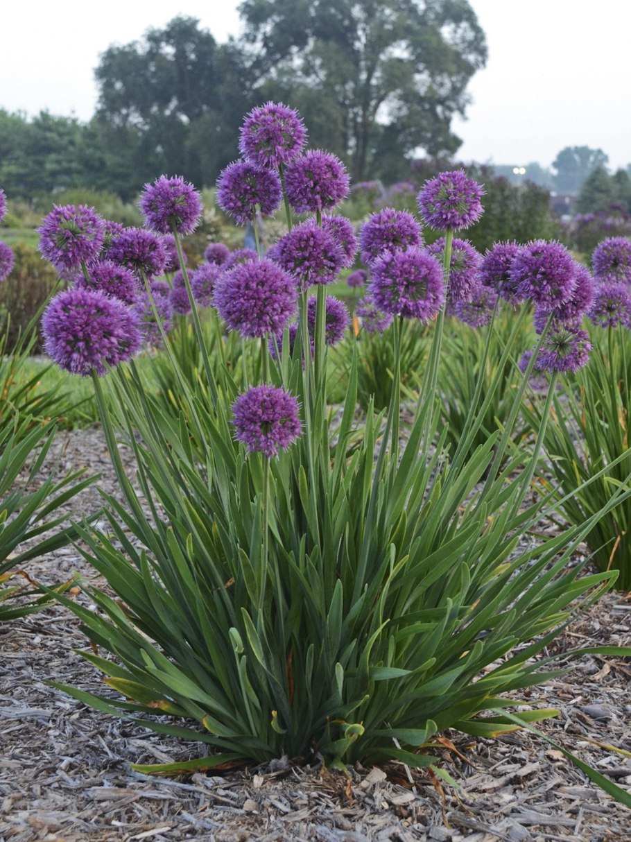 Лук Семенова (Allium semenovii)