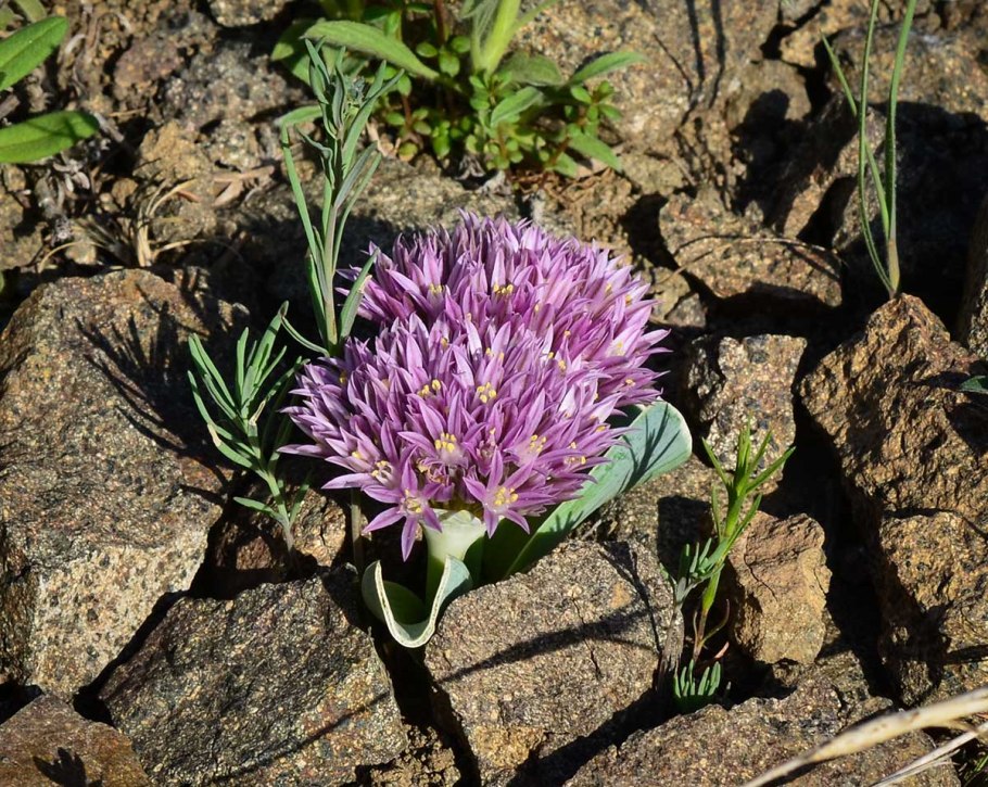 Allium sacculiferum