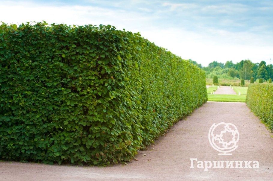 Боярышник Сибирский Живая изгородь