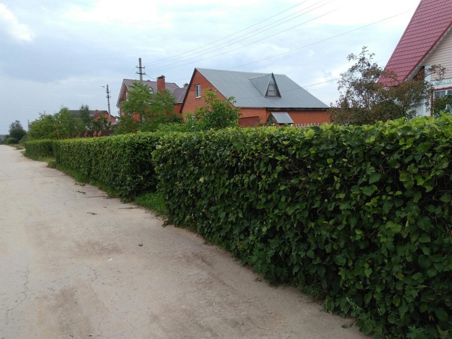 Боярышник Сибирский Живая изгородь