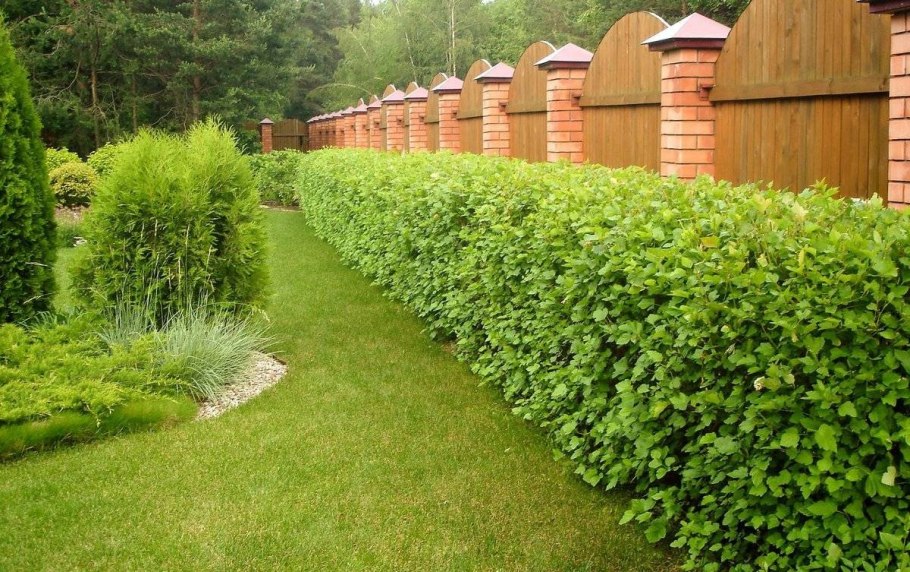 Липа мелколистная изгородь зимой