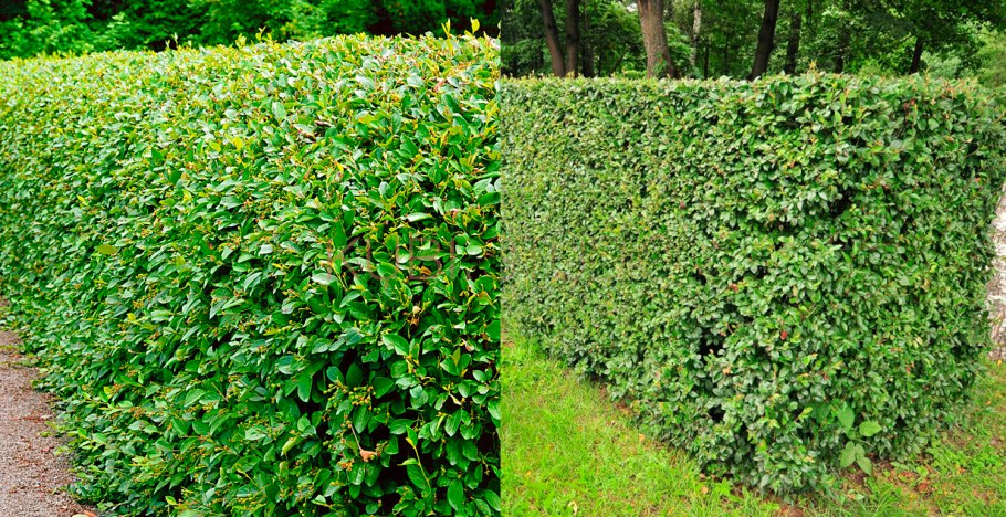 Кизильник блестящий живая изгородь