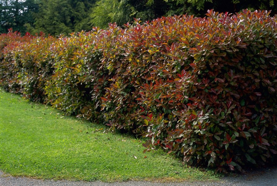 Клен Гиннала Живая изгородь