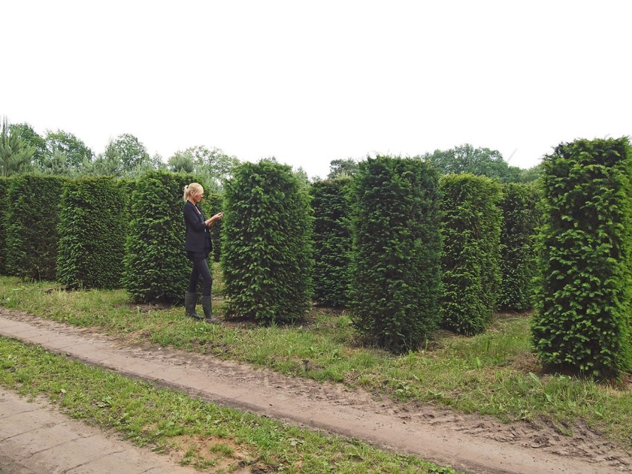 Клен Гиннала Живая изгородь