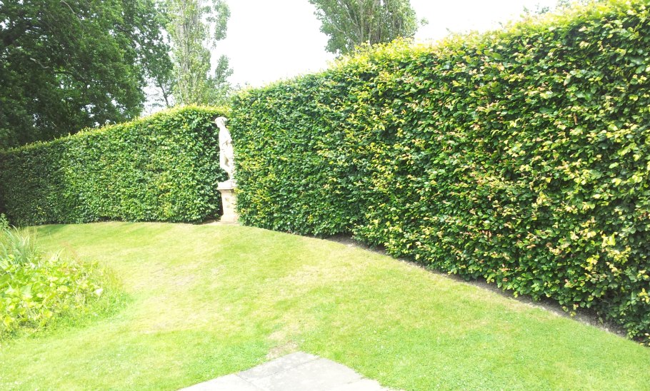 Боярышник сливолистный Живая изгородь