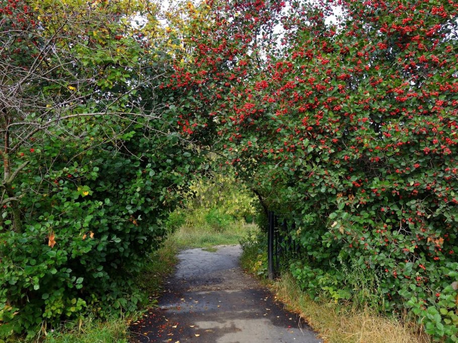 Боярышник сливолистный живая изгородь