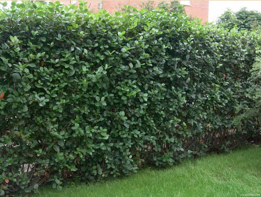 Бирючина лигуструм изгородь