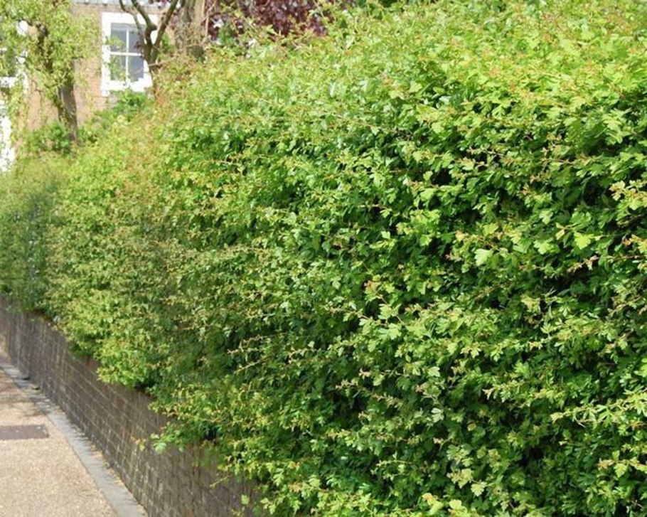 Боярышник кроваво красный живая изгородь