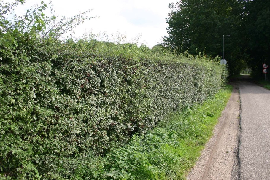 Листопадная Живая изгородь