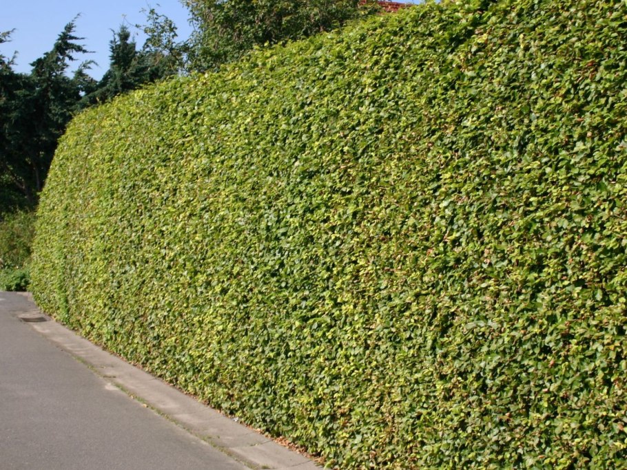 Ирга Живая изгородь зимой