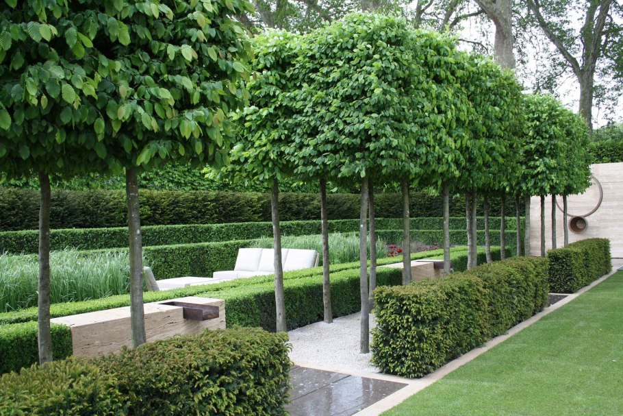 Клен глобозум изгородь