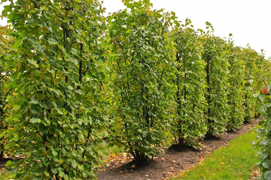 Боярышник сливолистный Живая изгородь