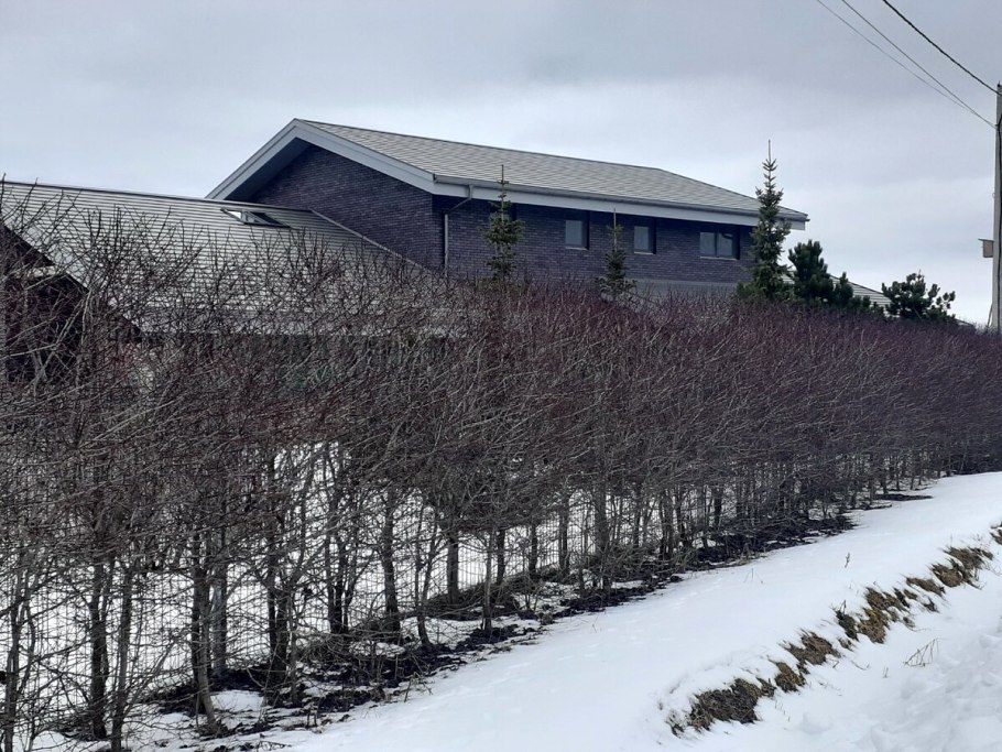 Клен Гиннала кустарник