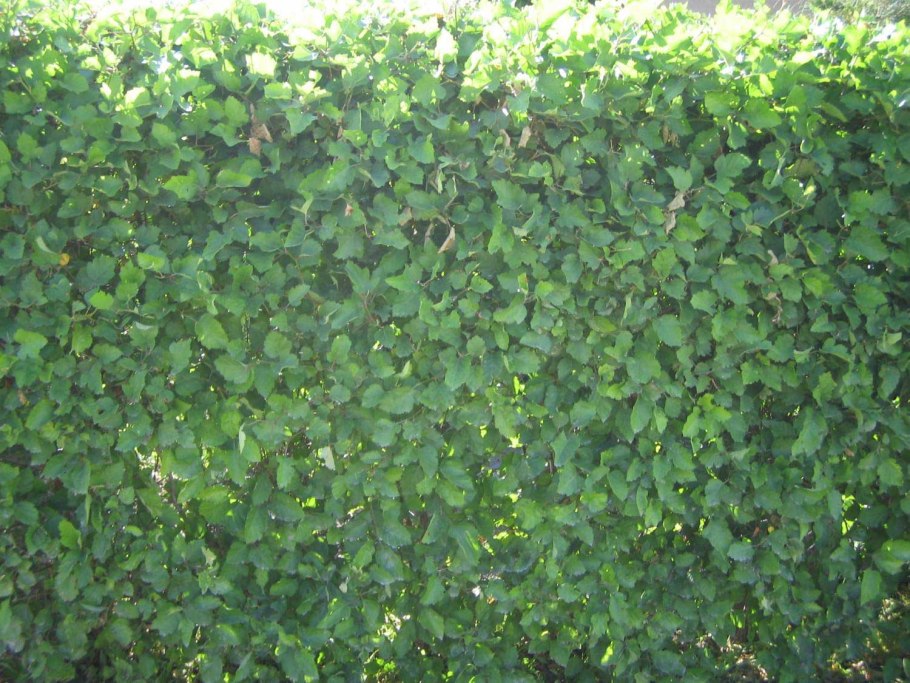 Боярышник сибирский живая изгородь