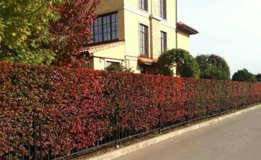 Боярышник Сибирский Живая изгородь