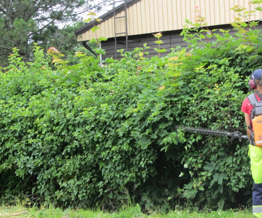 Боярышник кроваво-красный Живая изгородь