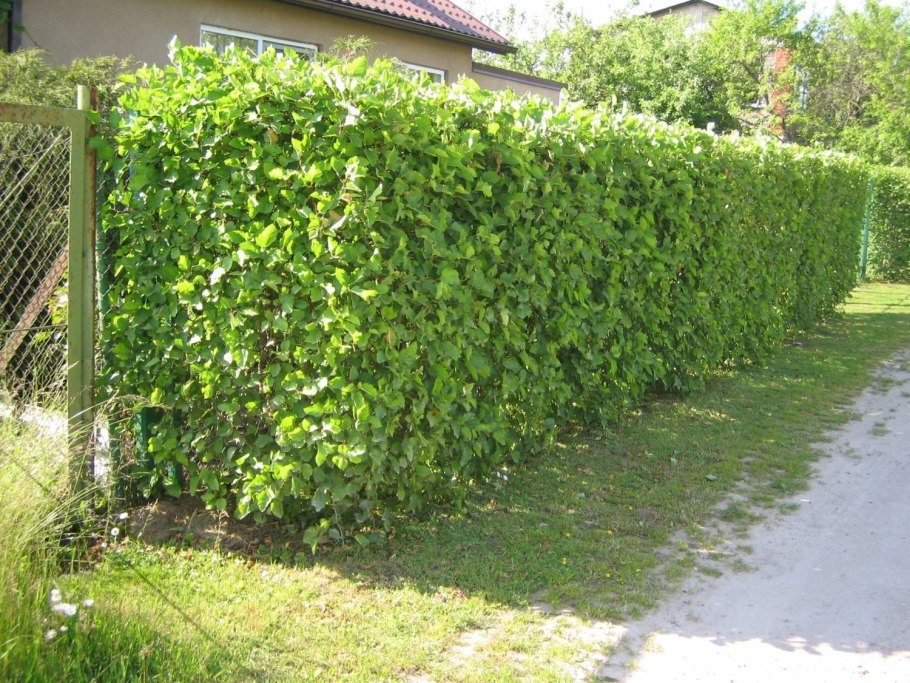 Боярышник однопестичный живая изгородь
