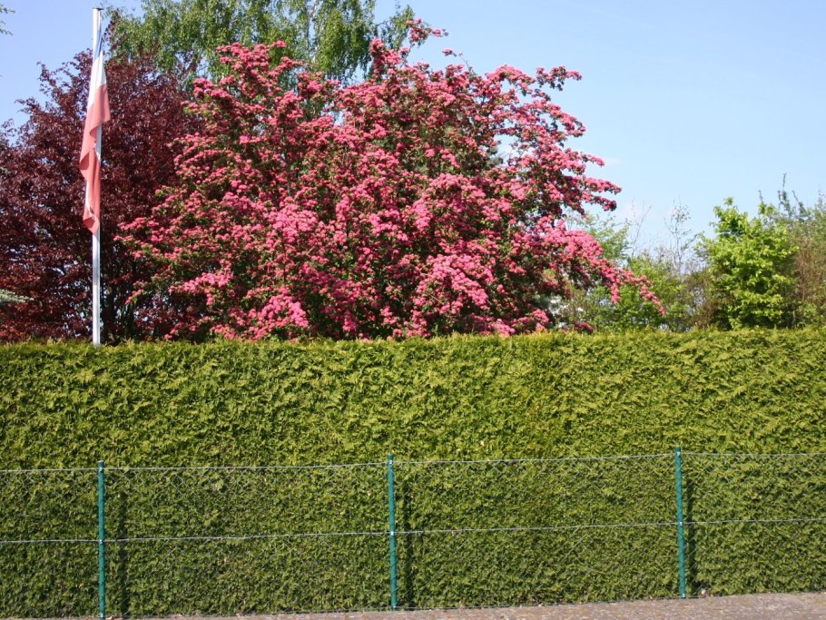 Живая изгородь из боярышника сливолистного