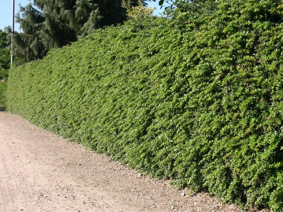 Падуб живая изгородь