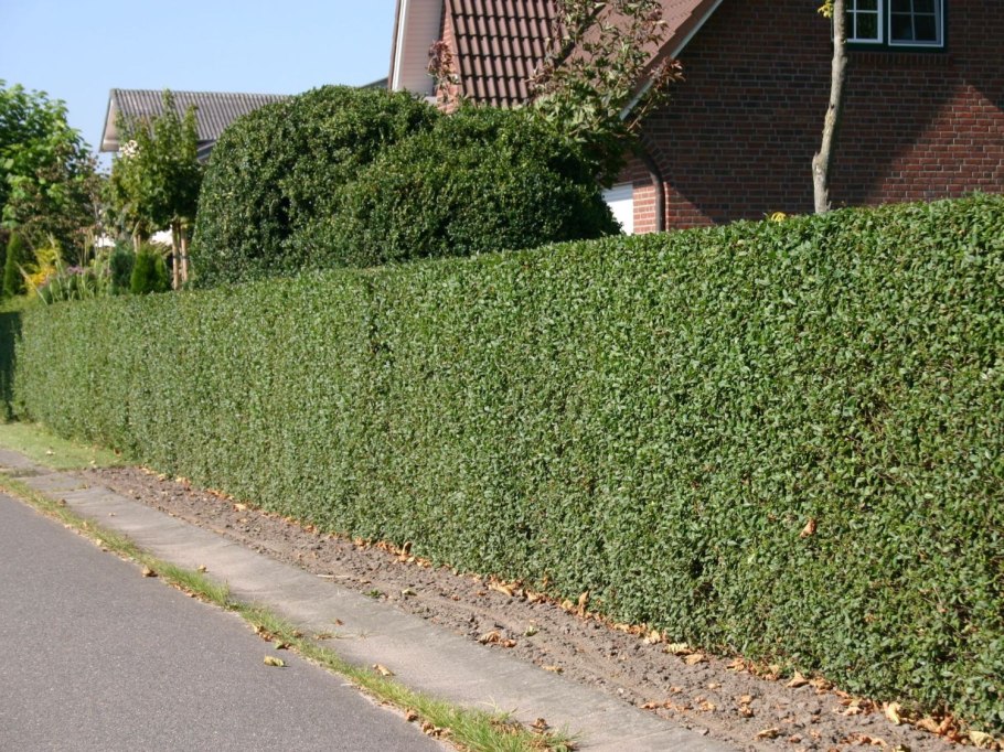 Боярышник однопестичный Живая изгородь