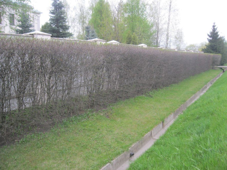 Кизильник блестящий изгородь