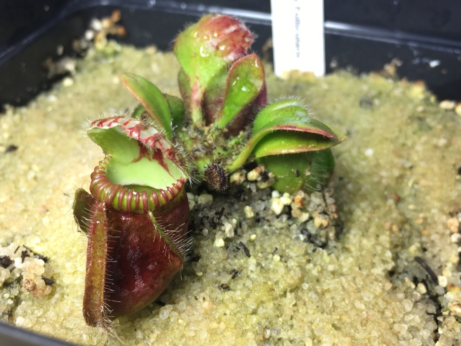 Цефалотус цветение