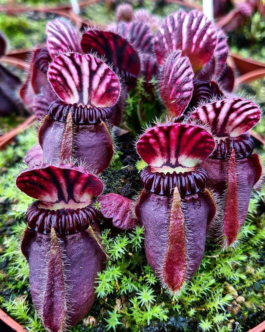 Австралийский цефалотус