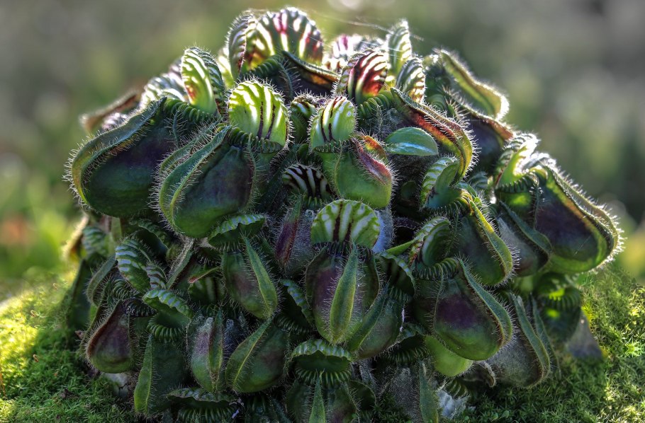 Цефалотус мешочковидный