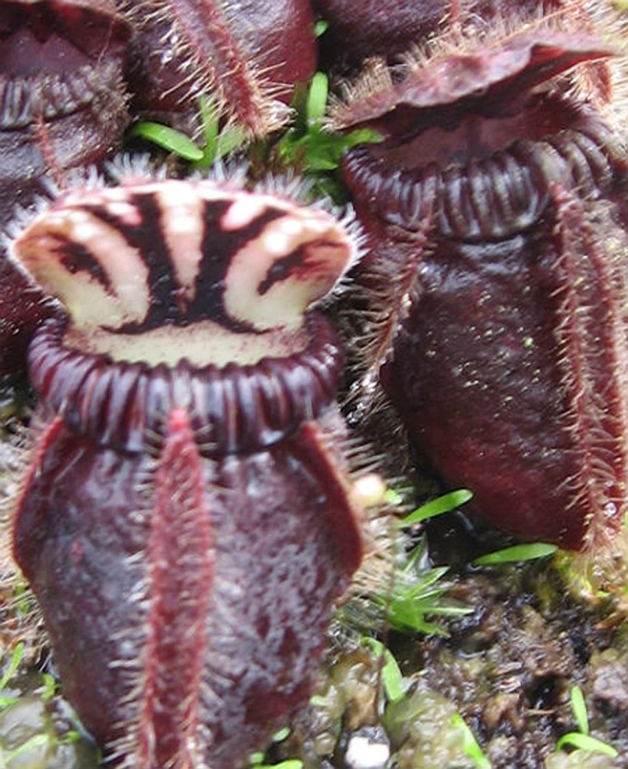 Цефалотус мешочковый